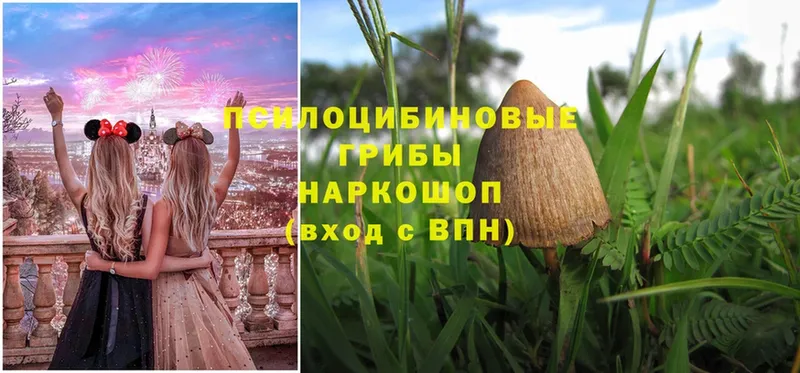 Галлюциногенные грибы Psilocybe  blacksprut tor  Каргат 